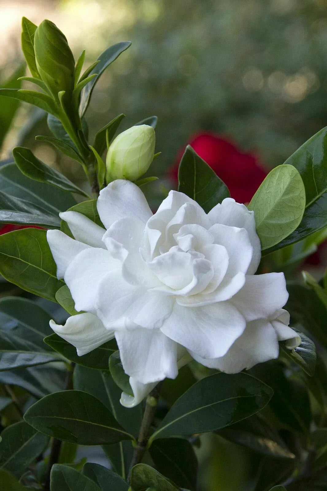 Gardenia Plant - Double White Flowers - Fragrant Gardenia Jasminoides for Garden or Indoor Use