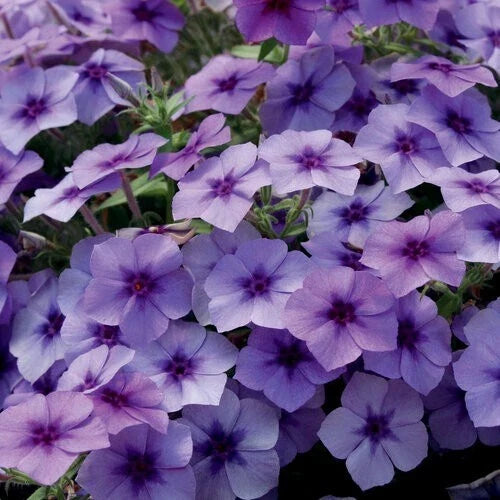 Blueberry Phlox Seeds - Perennial Flower Seeds for Gardens and Pollinators - Phlox divaricata - 50 Pack