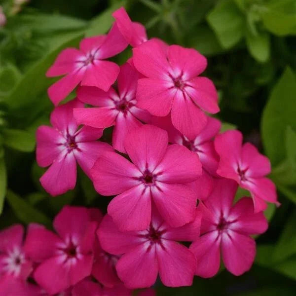 Gisele Hot Pink Phlox Seeds - 100+ Perennial Flower Seeds for Garden, Phlox paniculata, Vibrant Bloom, Pollinator Attracting