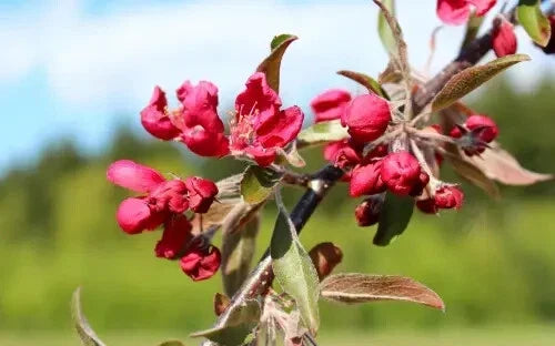 Crimson Cascade Crabapple Seeds - 25+ Malus 'Crimson Cascade' for Garden Planting, Pink Flowers, Attractive Fruit, Pollinator Attractant