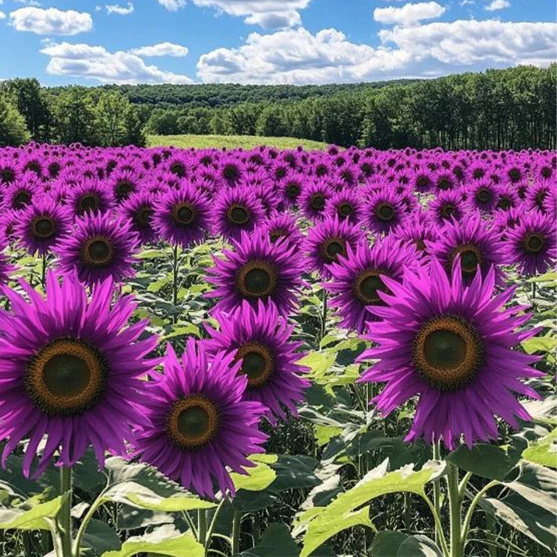 50pcs Violet Glow Purple Sunflower Seeds - Helianthus annuus, Rare Garden Flower for Beds & Containers