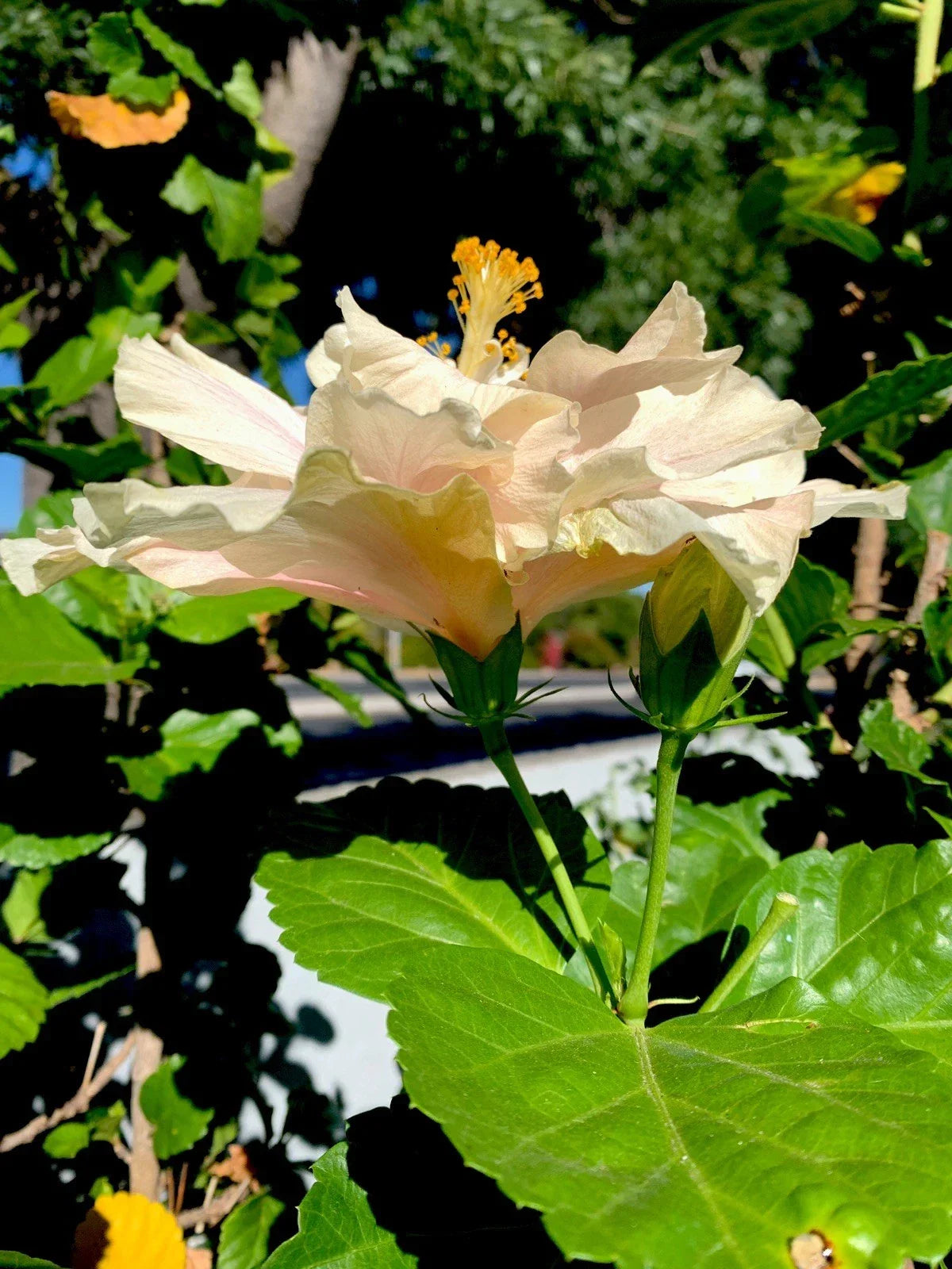 Hibiscus rosa-sinensis Cuttings - 6 Inch Cream with Pink Splash - Tropical Flowering Shrub for Propagation & Garden