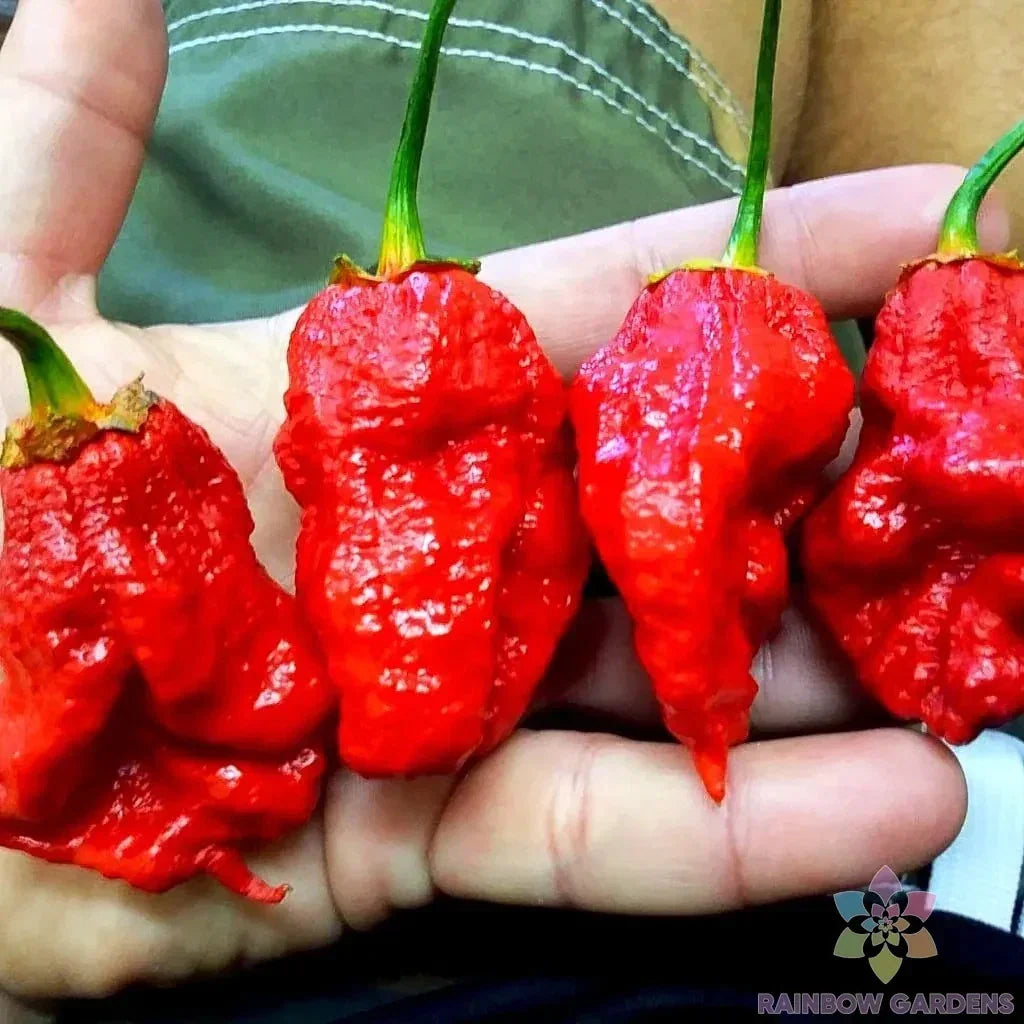 7 Pot Bubble Gum Pumpkin Red Hot Pepper Seeds – Capsicum chinense, Heirloom, 25+ Seeds for Spicy Garden, Gourmet Cooking