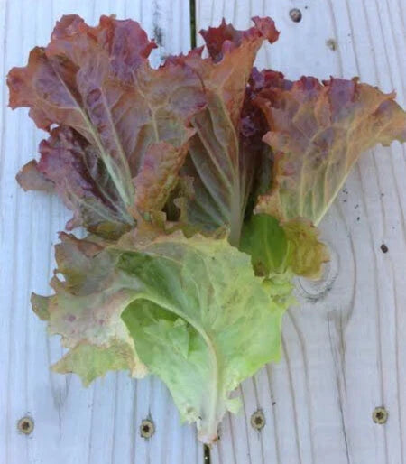 Ruby Red Loose Leaf Lettuce Seeds - Heirloom Lactuca sativa, 500-5,000 Non-GMO Seeds for Salad, Garnish & Indoor Gardening