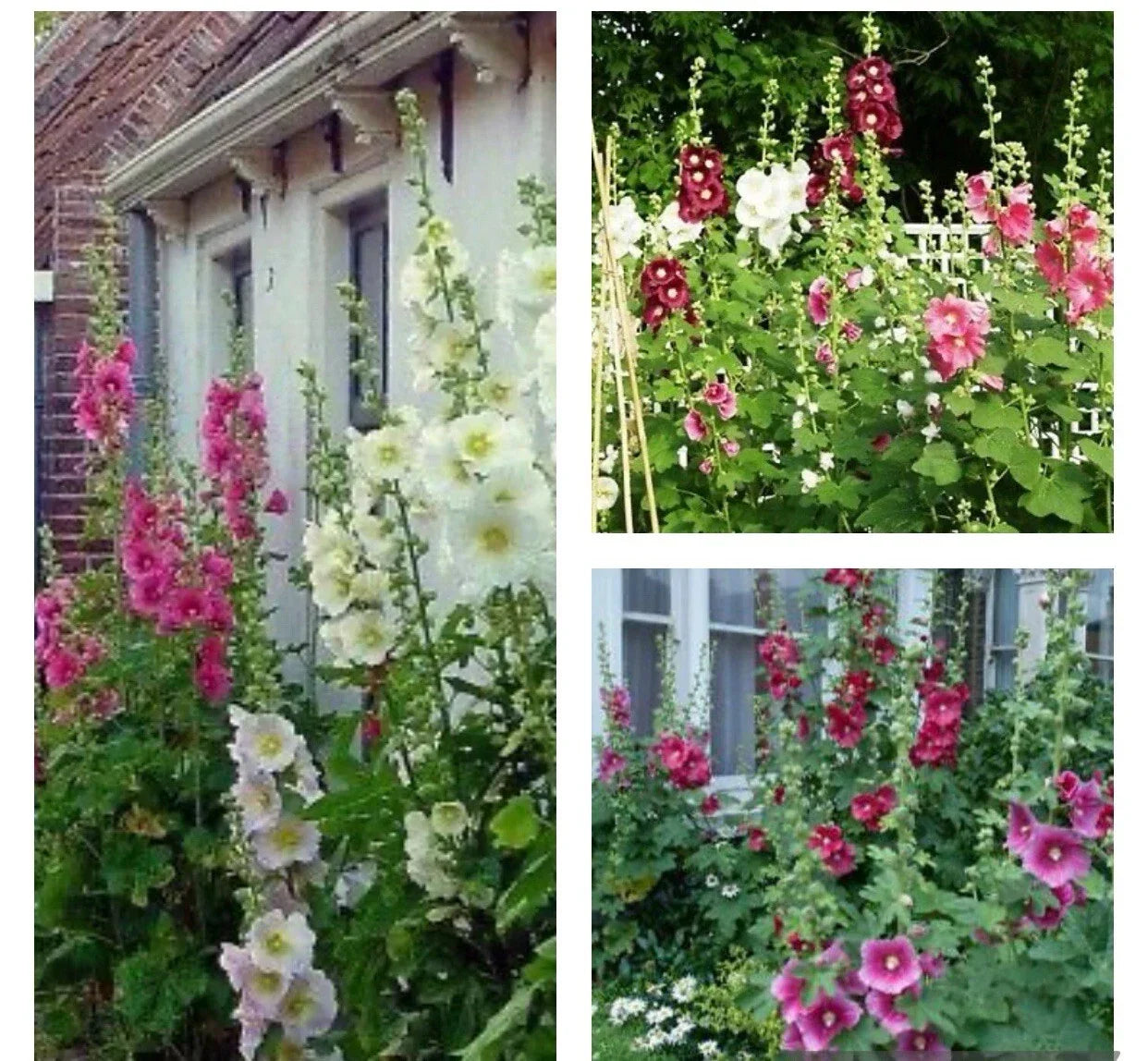 Hollyhock Flower Seeds Mix - 30+ Heirloom Seeds, Colorful Varieties, Alcea rosea, Perennial Garden Seeds for Borders & Pollinator Attraction