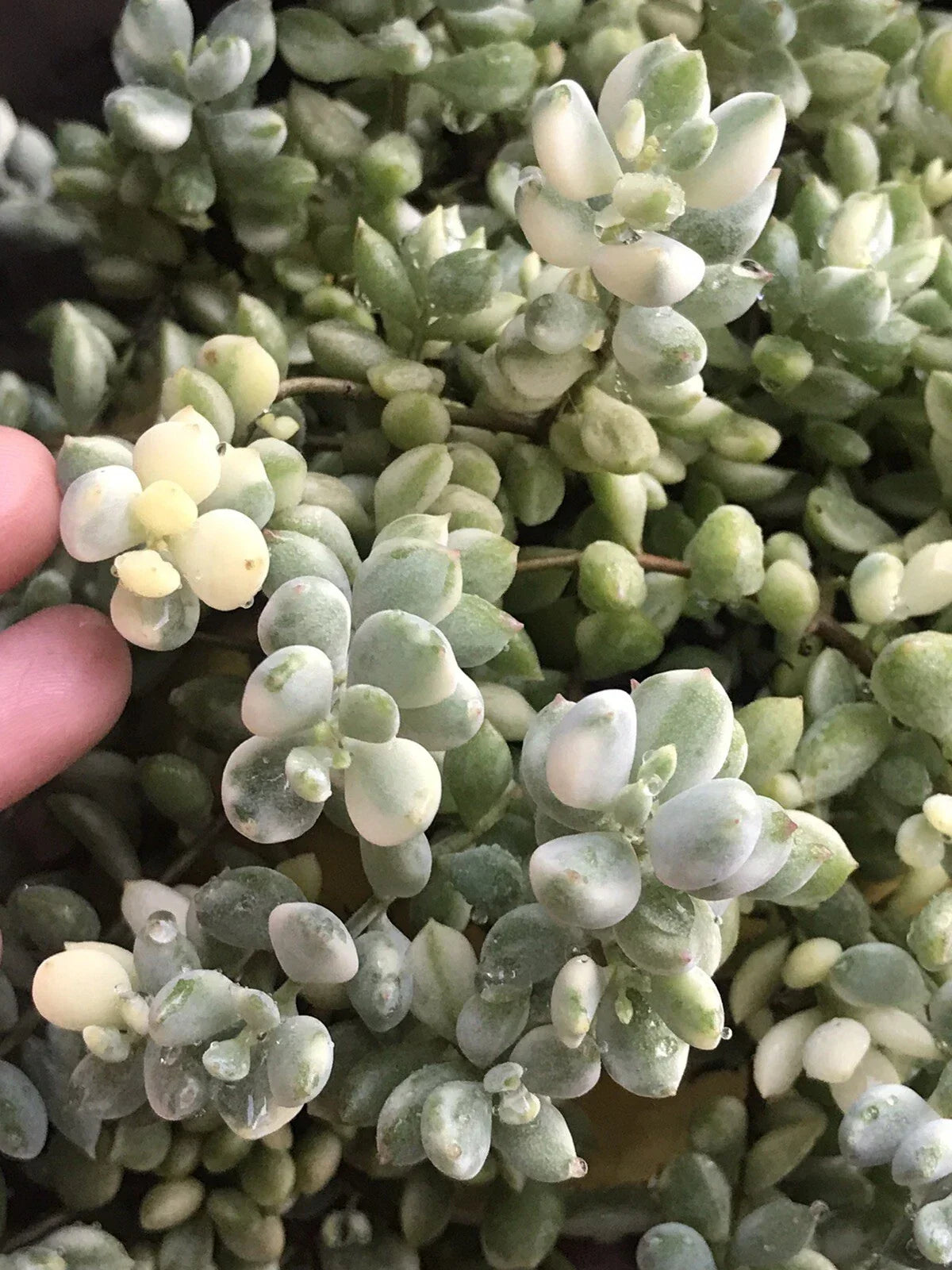 Rare Echeveria Cuttings 4” Cotyledon Pendens Variegata Succulent for Home Decor & Gardening