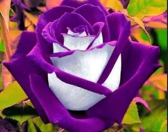 White Purple Rose Seeds - Perennial Bush Flowers for Garden, Rosa spp., 10 Seeds