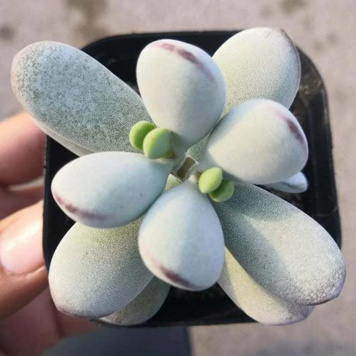 Cotyledon Orbiculata CV Succulent Plant in 2" Pot | Indoor Decor, Fleshy Leaves with Red Tips, Easy Care, Rooted Plant