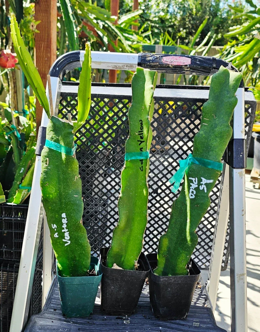 Rooted Dragon Fruit Cuttings 12-16 inches | Over 20 Varieties | Hylocereus spp. | Tropical, Drought-Tolerant, Easy to Grow