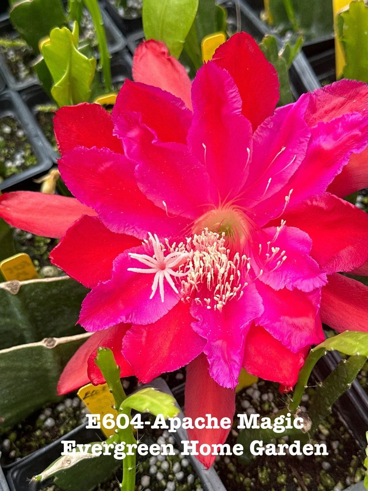 Epiphyllum Orchid Cactus “Apache Magic” 4-Inch Starter Pot | Rooted Tropical Houseplant | Unique Blooming Cactus