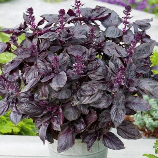 Dark Opal Purple Basil Seeds - Heirloom Non-GMO Herb Seeds for Culinary Use - Ocimum basilicum 'Dark Opal'