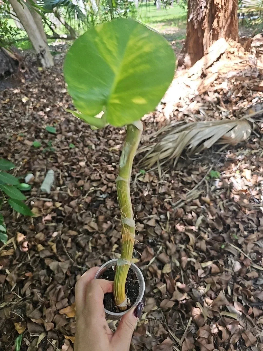 Giant Variegated Golden Pothos Plant - Climbing Epipremnum aureum - Indoor Trailing Houseplant