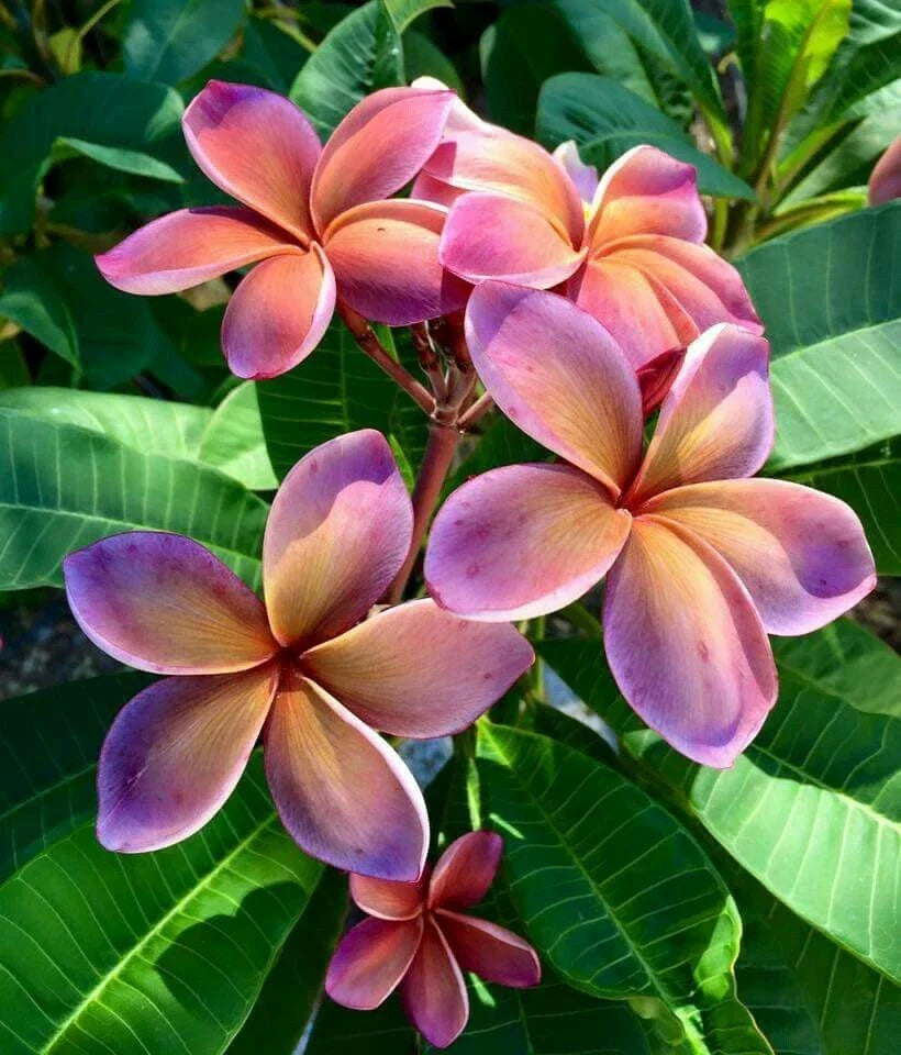 Pink Orange Plumeria Seeds - 5 Perennial Flower Seeds - Frangipani (Plumeria rubra) for Garden, Landscaping & Pollinator Attraction