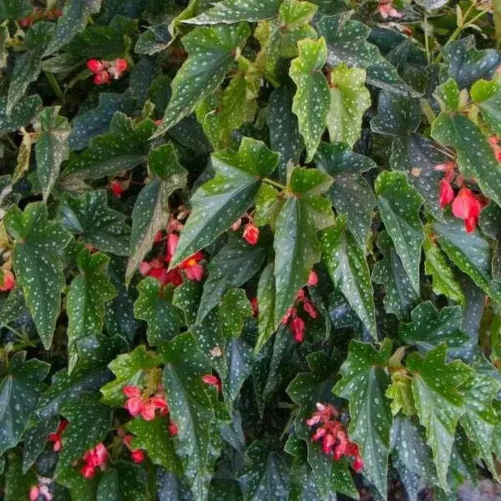 Angel Wing Begonia Starter Plant Lois Burke Variety Rooted House Plant for Indoor Gardening