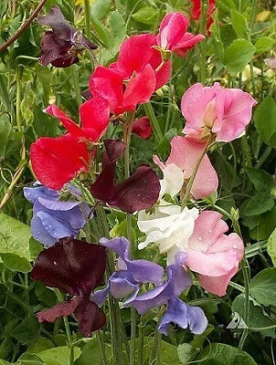 Sweet Pea Seeds 250 Count Early Multiflora Gigantea Mix Lathyrus odoratus Flowering Plant