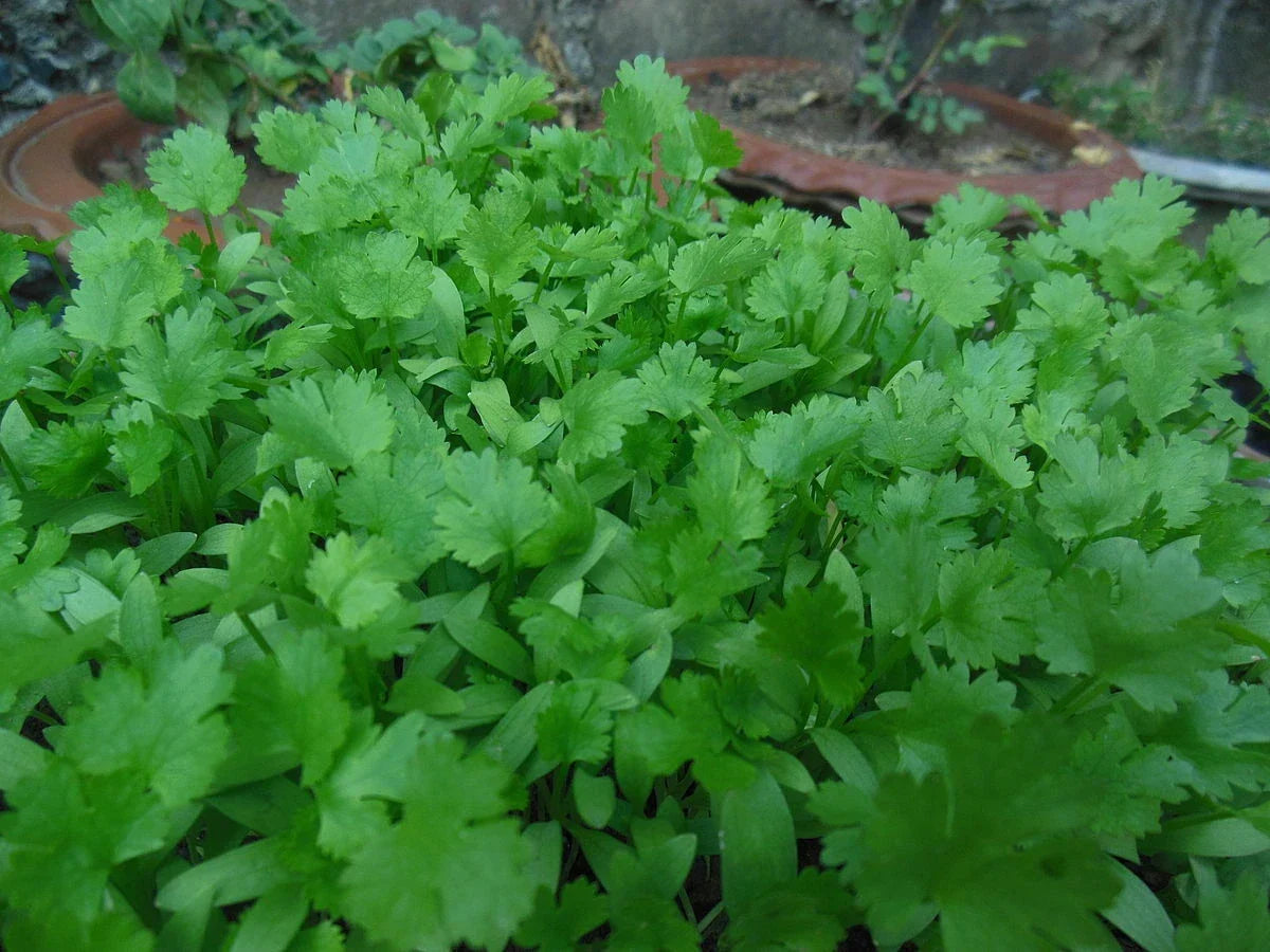 Fresh Cilantro Seeds Pack 200 Non-GMO Coriandrum sativum Herb Seeds for Gardening and Cooking