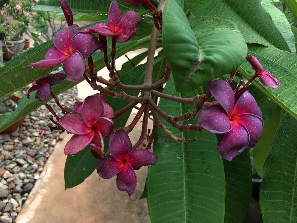 Plumeria Cutting 3 Tip Black Purple Frangipani Propagation Plant (Plumeria spp.) for Grafting and Gardening