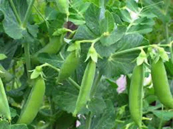 Sugar Daddy Snap Peas Seeds, Heirloom Variety, Edible Pods for Salads & Snacks, Pisum sativum, Climbing Annual Plant