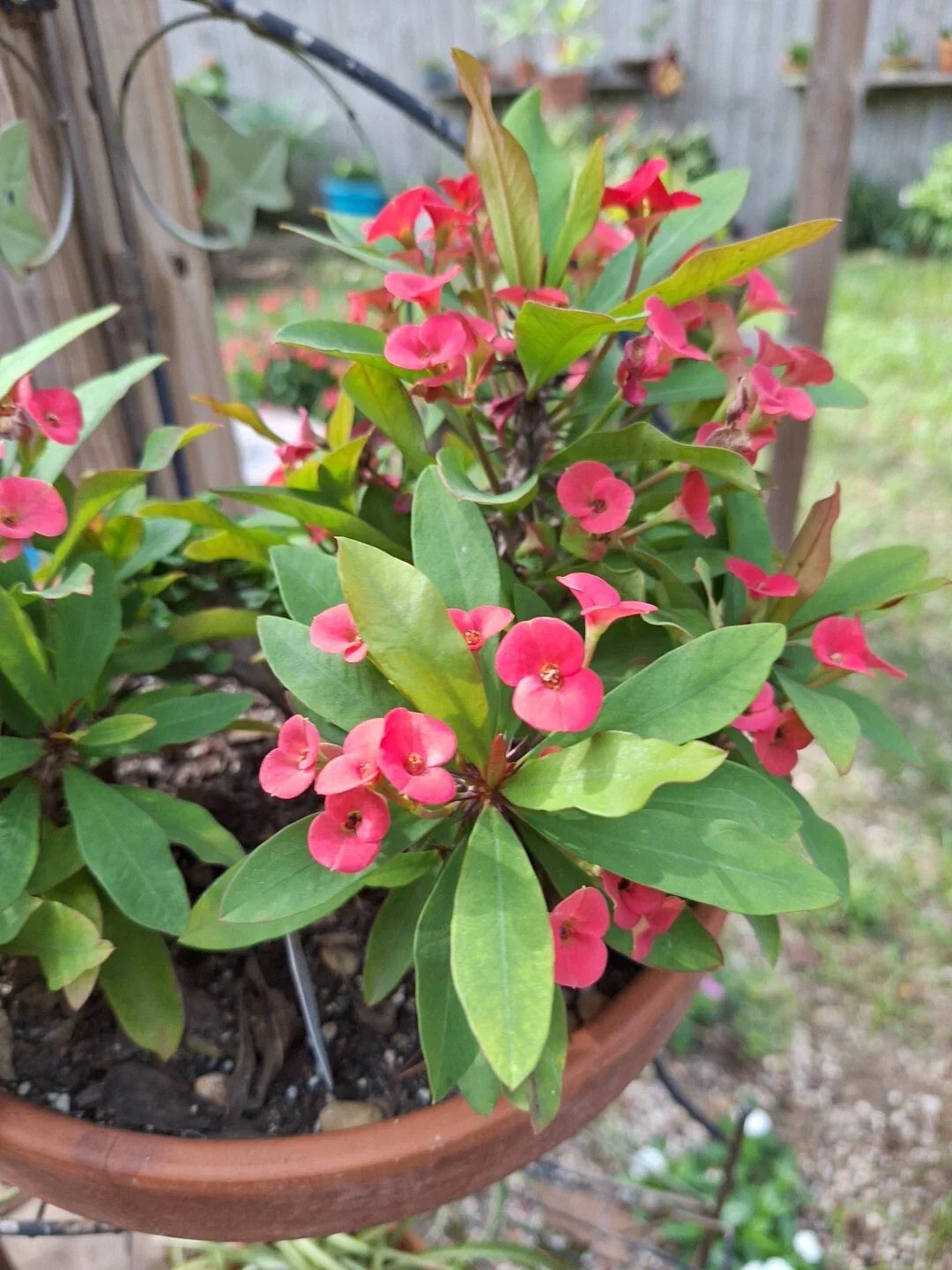 Petite Pink Crown of Thorns Plant, Euphorbia Milii, Bushy Indoor Houseplant with Pink Flowers and Roots