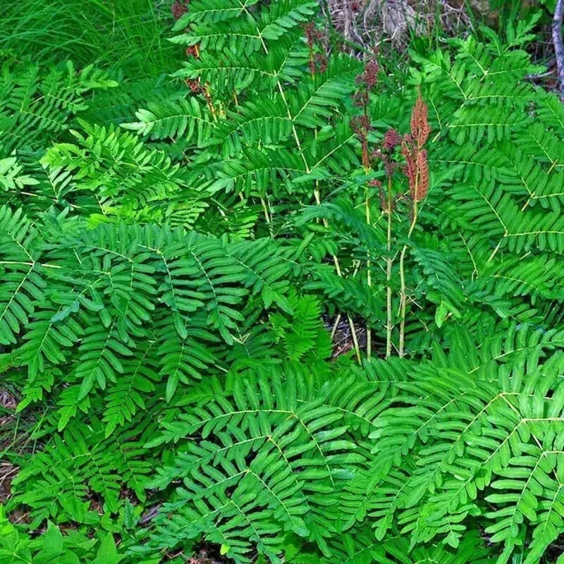 Royal Fern Plant - Osmunda regalis - Lush Green Foliage - Hardy Perennial Fern for Shade Gardens