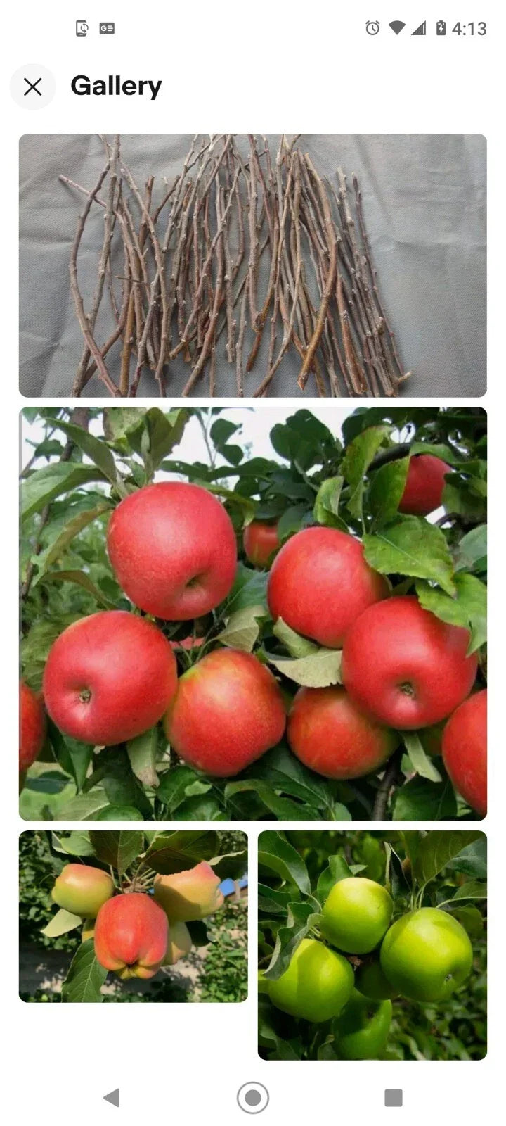 Apple Tree Cuttings with Grafting Scions – Live Malus domestica Variety for Propagation and Orchard Growth
