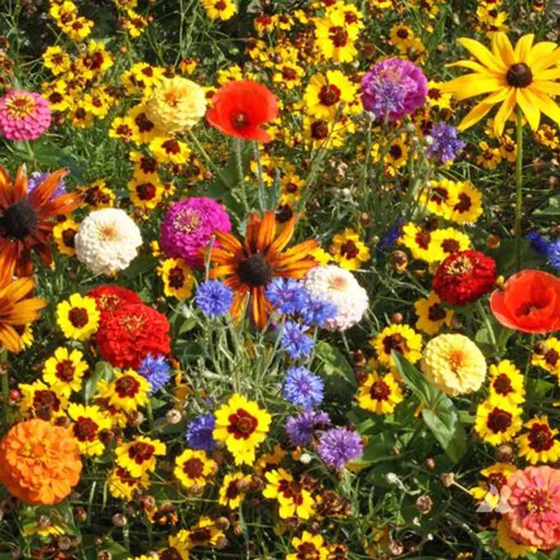 Children's Wildflower Seed Mix - Colorful Native Wildflower Seeds for Kids, Easy to Grow, Butterfly & Bee Attracting, Non-GMO