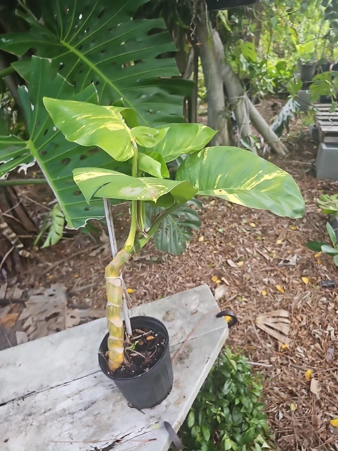 Large Variegated Golden Pothos Plant - Climbing Hawaiian Style, Epipremnum aureum, Large Trunk, Indoor Air Purifier