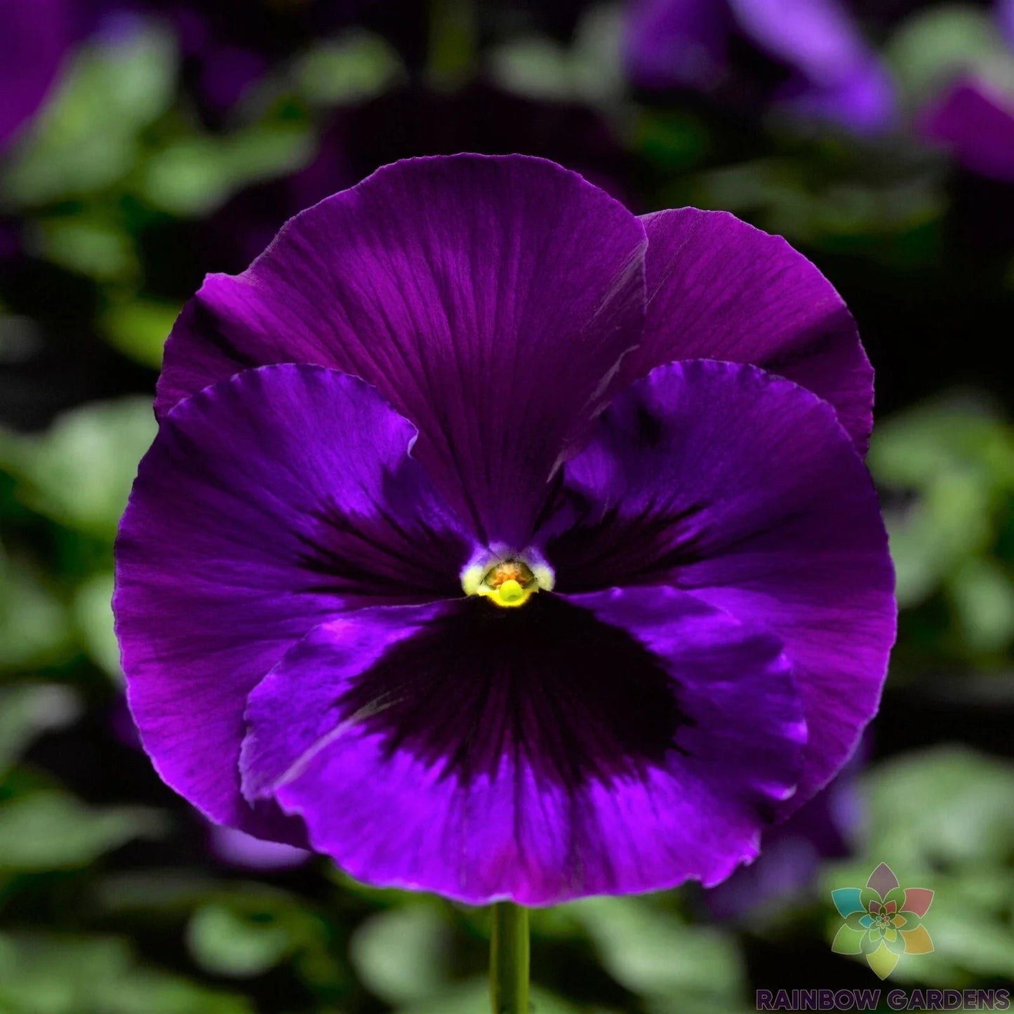 Delta Neon Violet Pansy Seeds - Viola tricolor - 200+ Pack, Vibrant Purple, Garden Planting, Easy to Grow, USA Grown