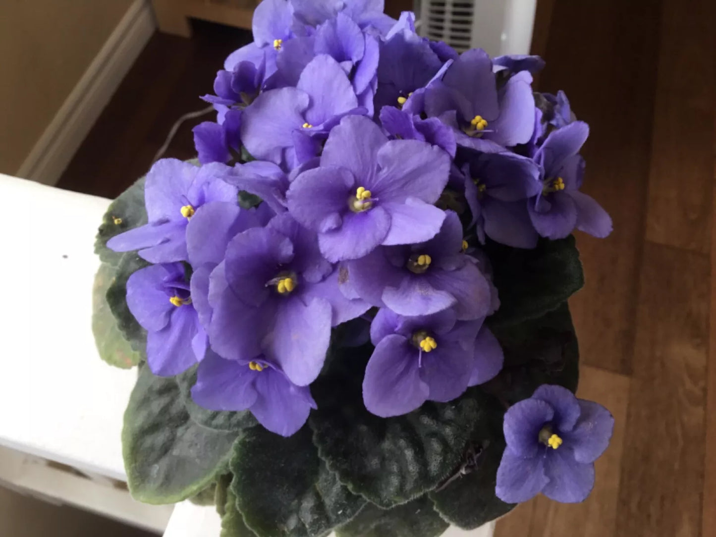 African Violet Leaves 4-Pack Blue Bounty Saintpaulia ionantha for Rooting, Indoor Plant Propagation, Easy Care, Compact, Blue Flowers