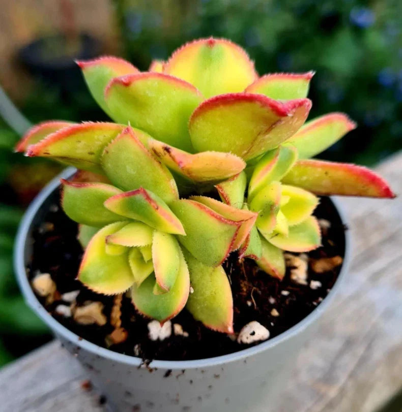 Crassula Sarmentosa Succulent Live Plant 2 Inch - Propeller Plant - Easy Care Indoor/Outdoor Decor - Air-Purifying