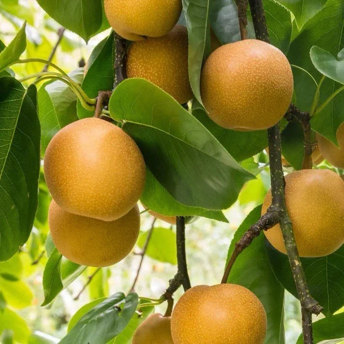 Shinko Pear Tree 2-3 Ft Tall Asian Pyrus pyrifolia ‘Shinko’ - Juicy Crisp Fruit, Compact Small Garden Tree