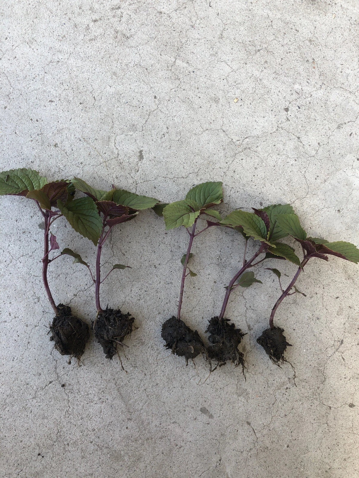 Shiso Perilla Plant Bare Root 5 Pack Green Purple Beefsteak Herb Perilla frutescens for Culinary & Garden