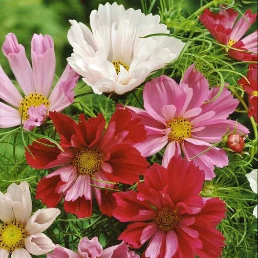 Cosmos SEASHELLS Mix Seeds – Non-GMO, AAS Award-Winning Tubular Flowers for Garden, Borders, and Floral Arrangements – Cosmos bipinnatus