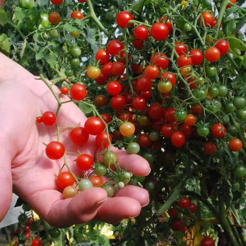 Sweet Pea Currant Tomato Seeds – Tiny, Rare Variety, 120+ Seeds, Solanum pimpinellifolium, Heirloom, Perfect for Gardens & Containers