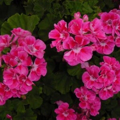 Bright Pink Geranium Seeds for Hanging Baskets - Perennial Pelargonium × hortorum, 10 Pack