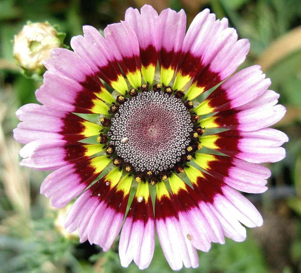 Painted Mix Daisy Seeds | Wildflower Annuals for Pollinators | Rainbow Sunflower Bellis perennis Seed Packet