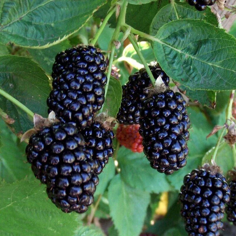 Thornless Blackberry Seeds – Apache Rubus fruticosus – Large Juicy Blackberries – 10+ Seeds for Gardening & Planting