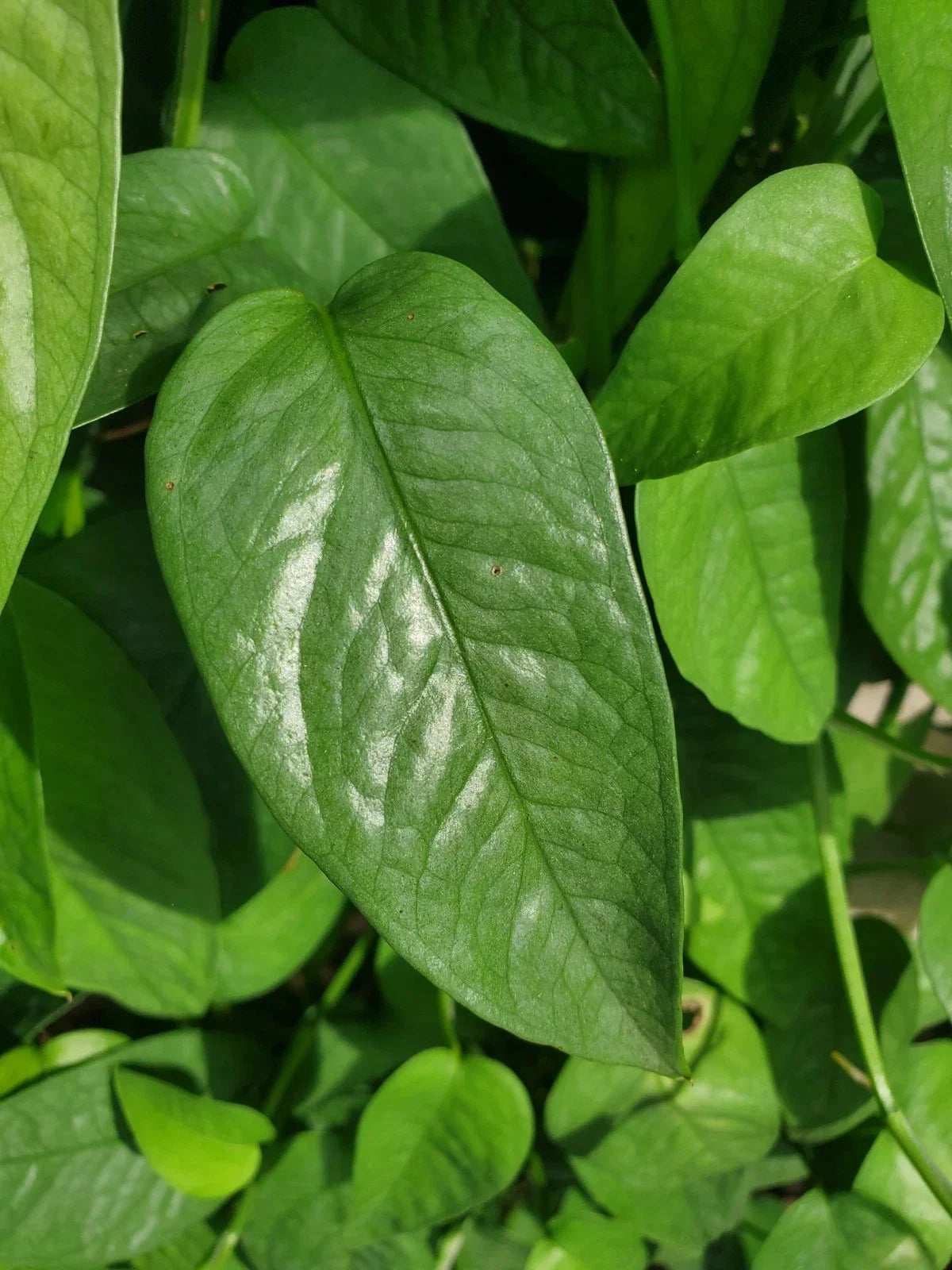 Cebu Blue Pothos Cutting – 4 Node Unrooted House Plant – Epipremnum pinnatum – Rare Blue-Green Foliage – Free Shipping USA
