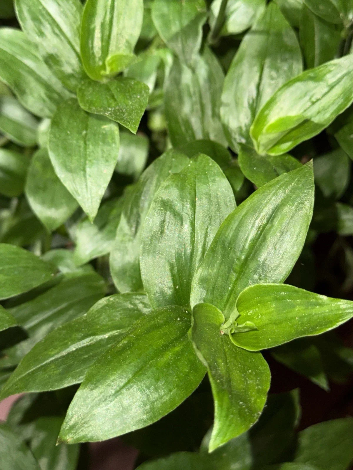 Rooted Wandering Jew Plant Cuttings - Tradescantia Fluminensis - 10 Clippings for Indoor Gardening and Decor