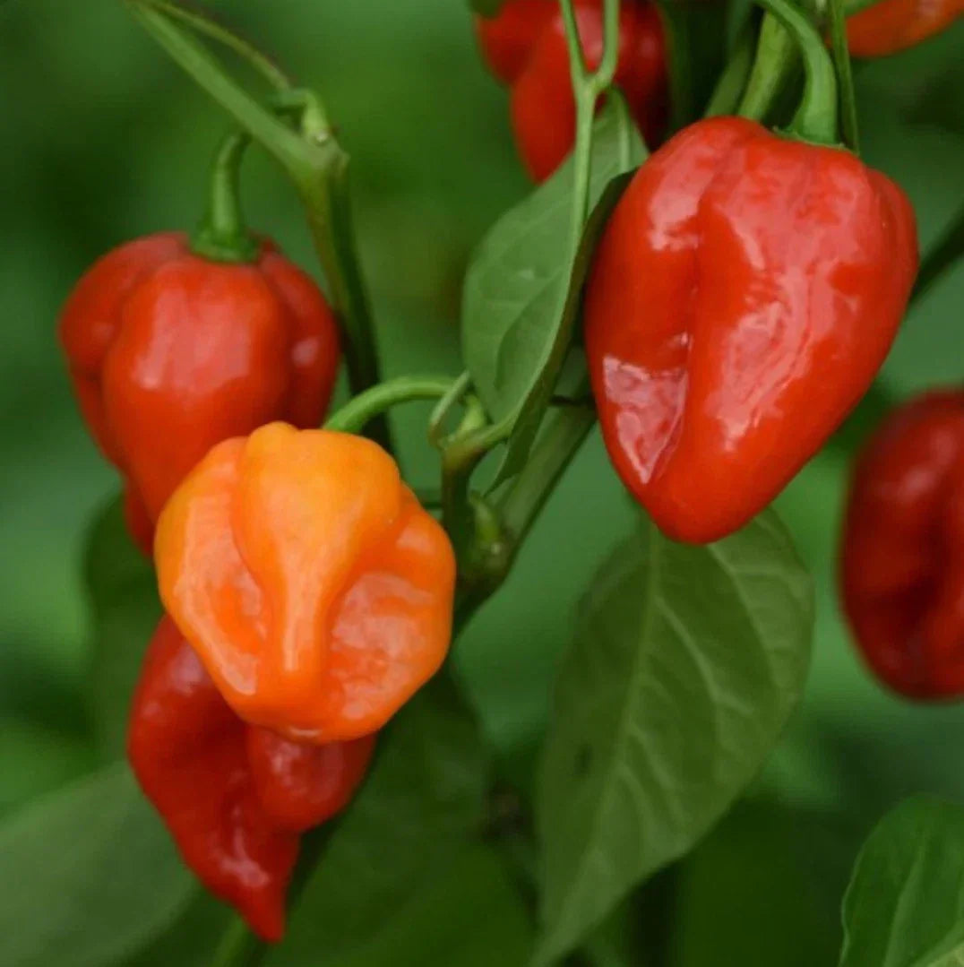 Habanero Hot Pepper Seeds - 100 Non-GMO Heirloom Seeds | Capsicum chinense | Ideal for Home Garden and Culinary Use