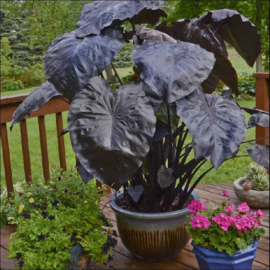Black Coral Colocasia Plant - Large 1 Gallon Elephant Ear with Dark Foliage - Colocasia esculenta for Tropical Gardens