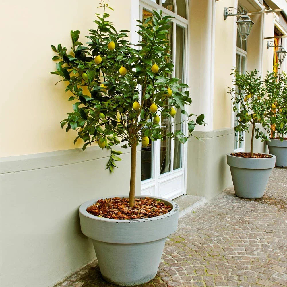 Meyer Lemon Tree - Live Citrus Plant in 10" Pot - Citrus × meyeri - Indoor Outdoor Fruit Tree