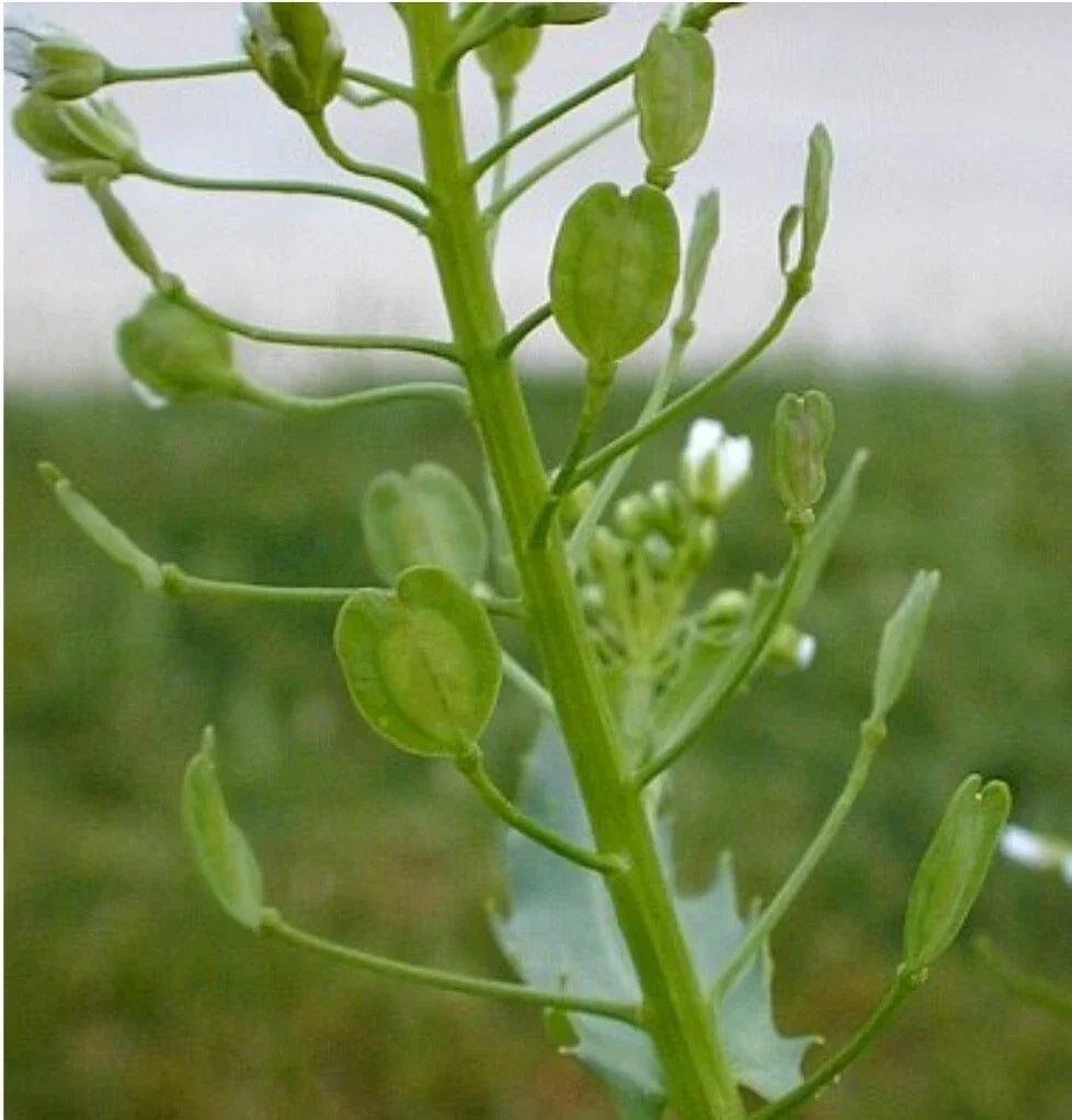 Field Pennycress Seeds - Organic Thlaspi arvense Ground Cover, Erosion Control, Pollinator-Friendly, 50+ Seeds