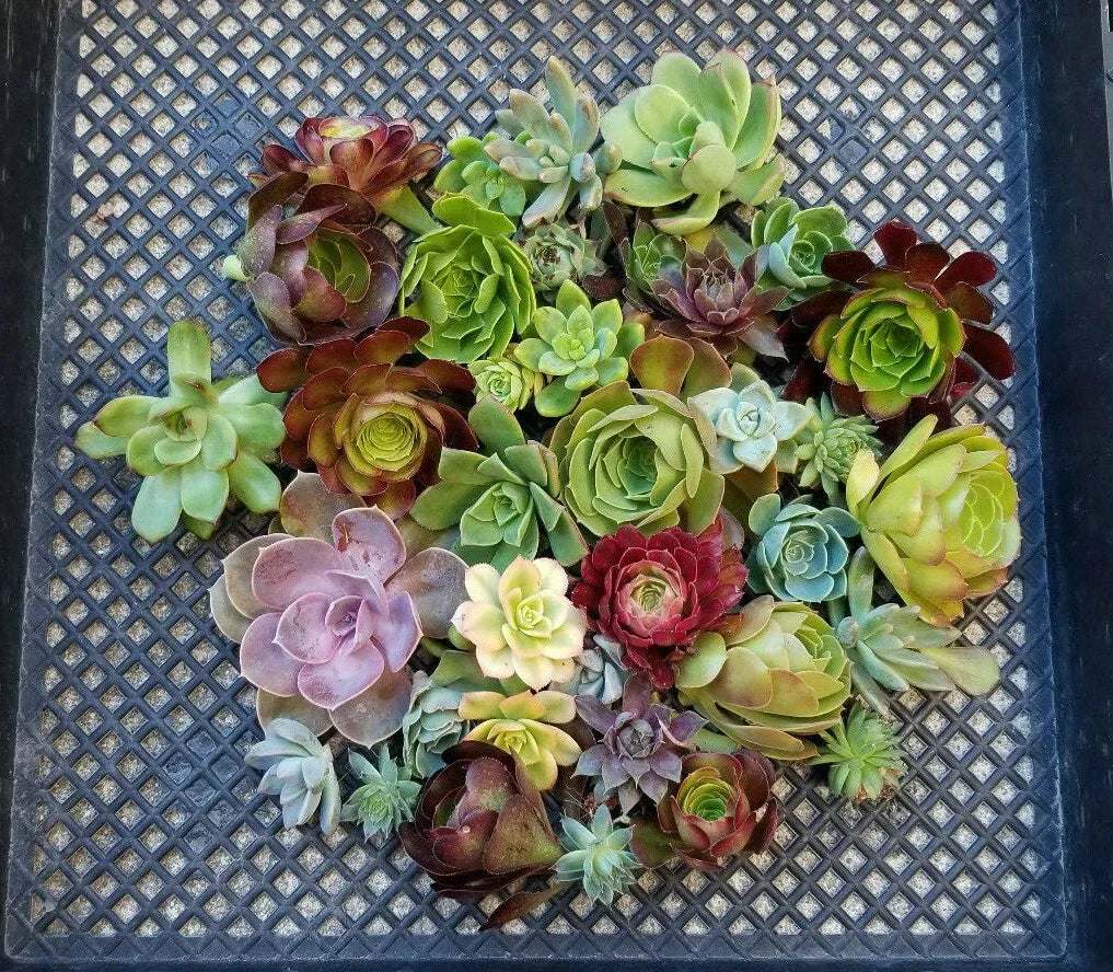 Succulent Cuttings Lot of 10 Rosette Plants Echeveria, Aeonium, Sempervivum - Indoor Outdoor Garden Plants