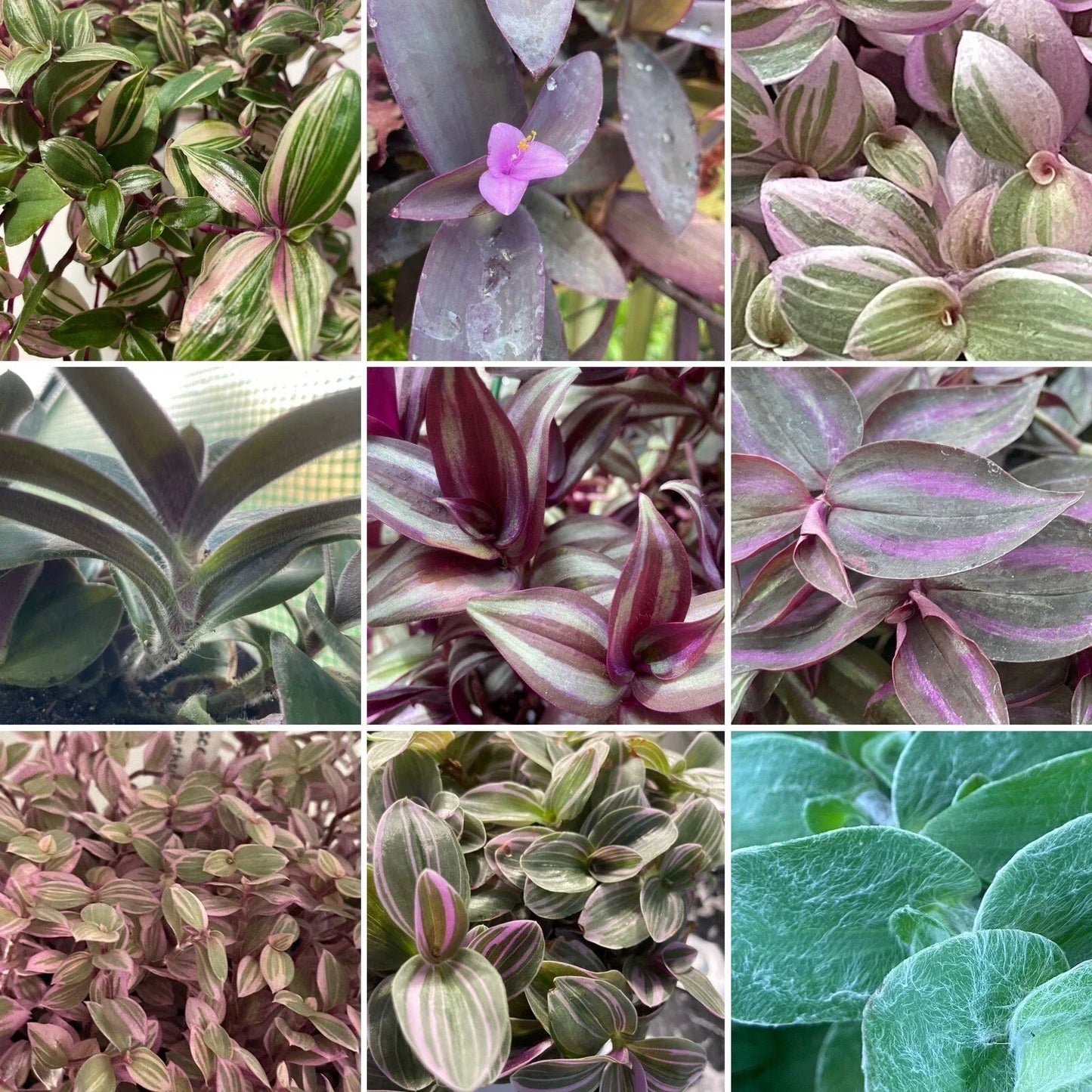 Tradescantia & Callisia Cuttings Assortment – Vibrant Wandering Jew Indoor Plants – Easy Care Houseplants for Home Decor