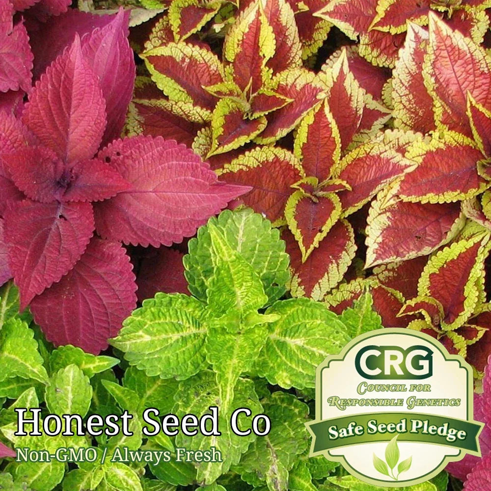 Coleus Flower Plant Seeds Rainbow Mix | Non-GMO Annual & Perennial | Vibrant Foliage | Plectranthus scutellarioides Seed Packet