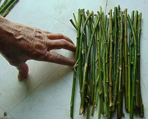 50 Hybrid Willow Tree Cuttings | Thin | Salix × sepulcralis | Fast-Growing, Ideal for Privacy Screens & Erosion Control