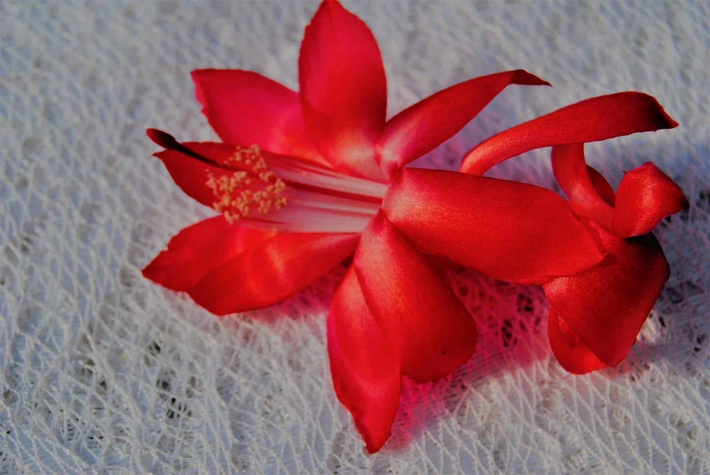 Christmas Cactus Starter Plant - Big Red Schlumbergera Truncata - Indoor Holiday Houseplant for Festive Decor