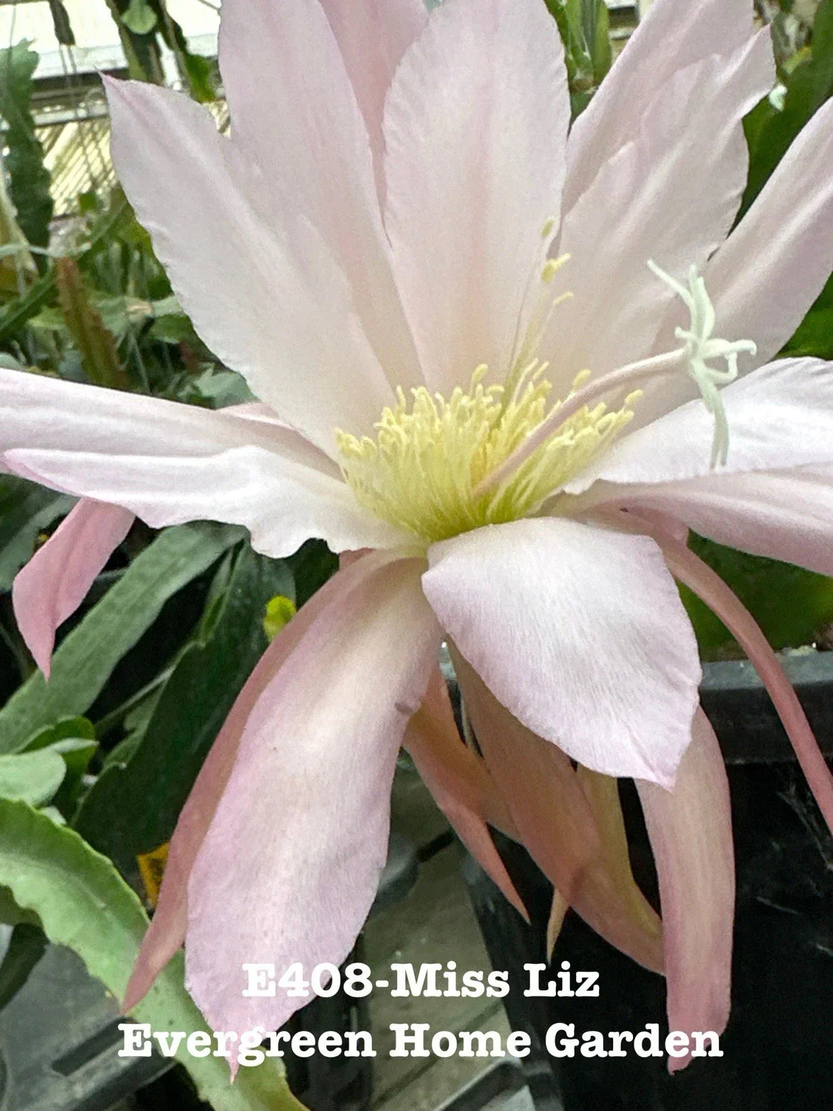 Rooted Epiphyllum Orchid Cactus Plant "Miss Liz" in 4” Pot | Indoor Houseplant, Easy Care Succulent, Bright Blooms, Epiphyllum anguliger