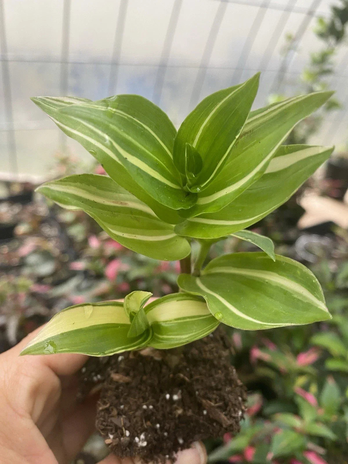 Rooted Tradescantia Fluminensis Cutting | Green Variegated Indoor Houseplant | Wandering Jew, Trailing, Easy Care